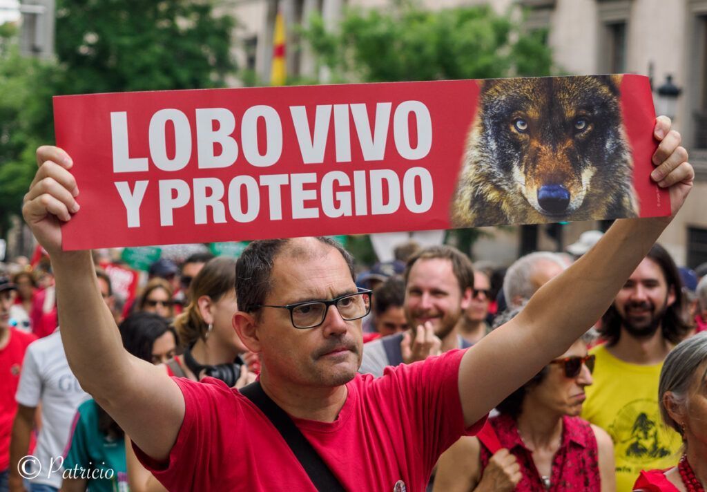 Manifestación lobo vivo 2025