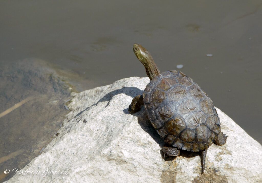 galapago leproso