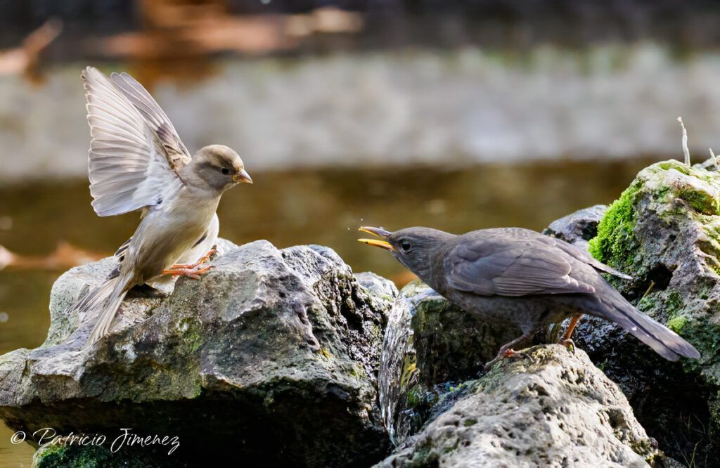 Pelea de aves en Fuente del Berro