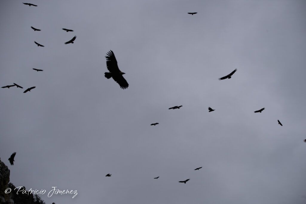 Cielo de buitres