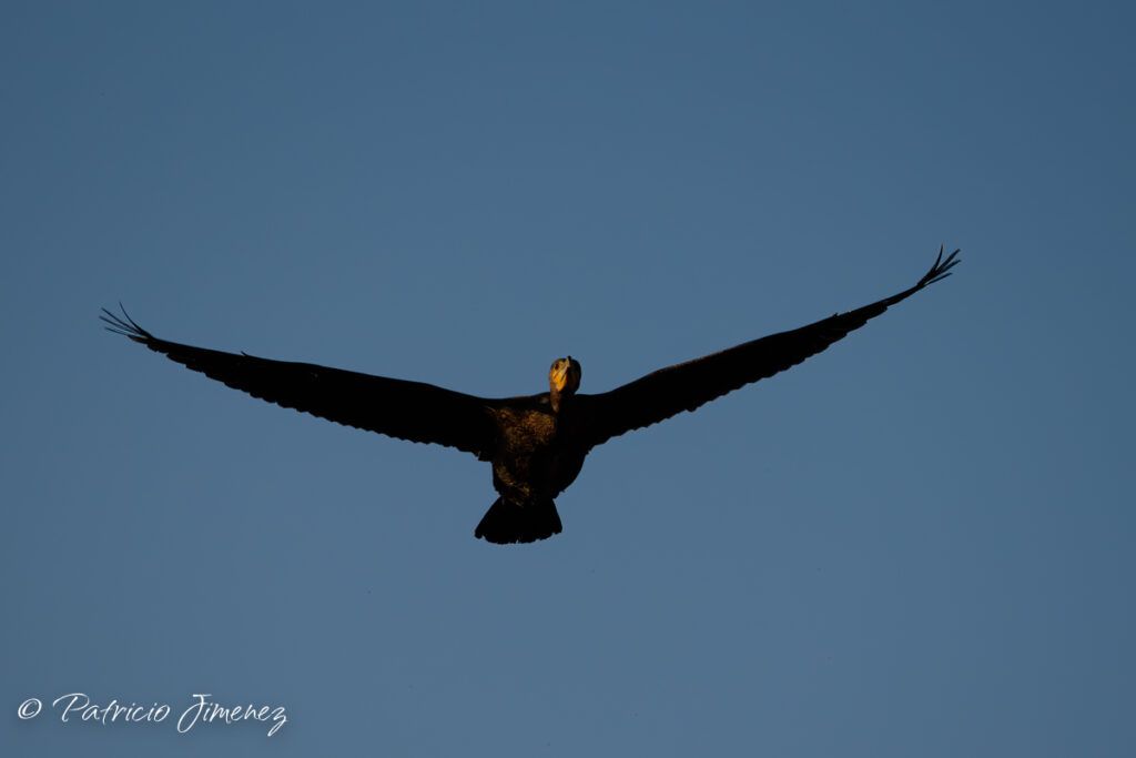 Cormorán grande