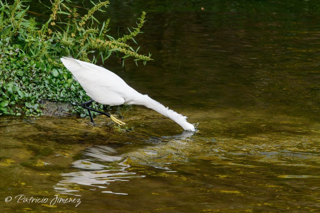 Garceta pescando en el Manzanares