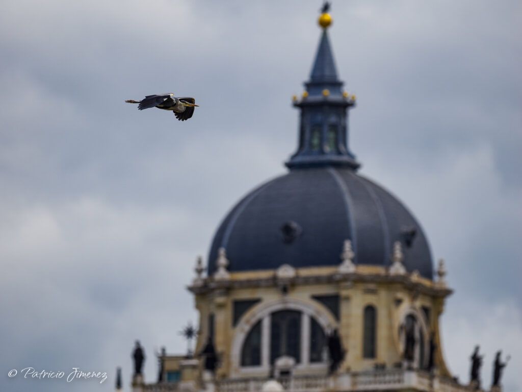 Garza real