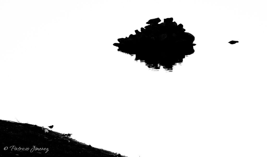 Bicolor