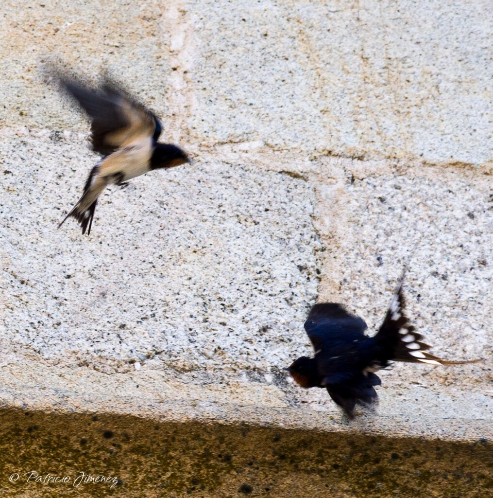 Golondrina común