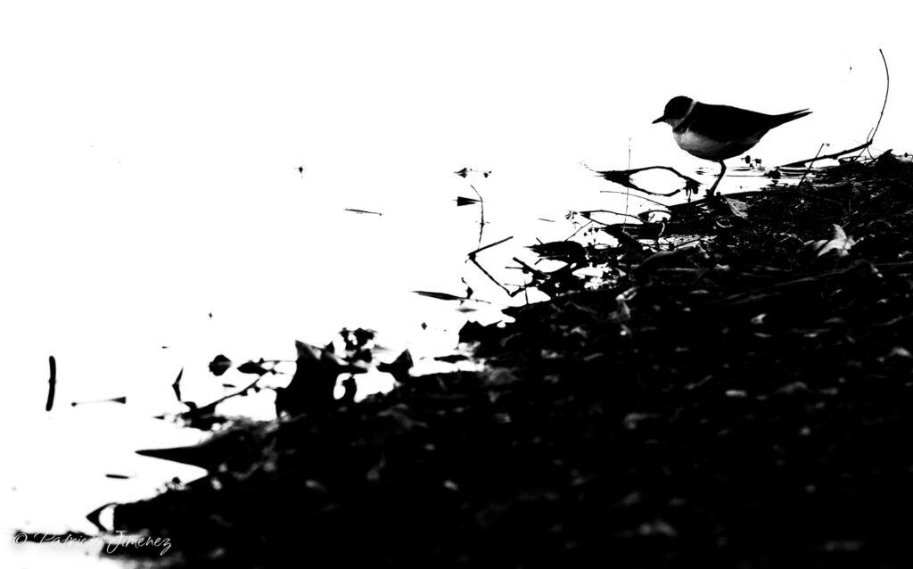 Chorlitejo blanco y negro