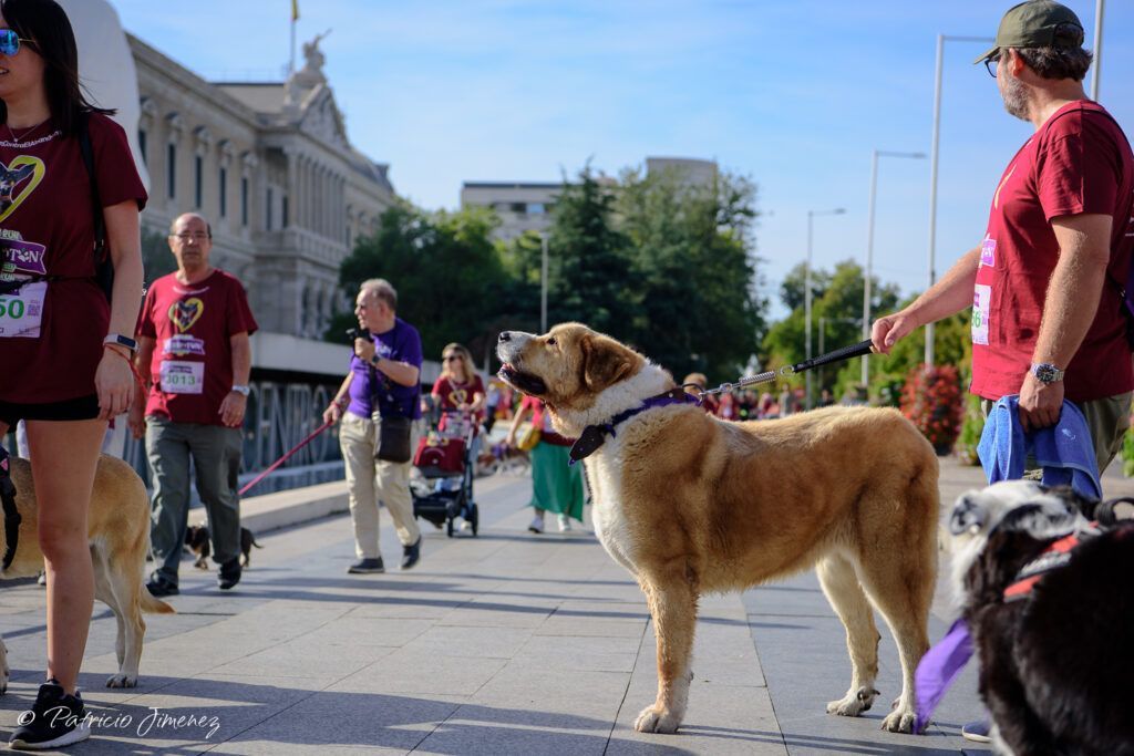 Perrotón 2023