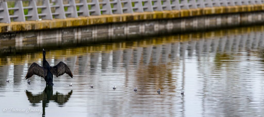 Cormorán grande