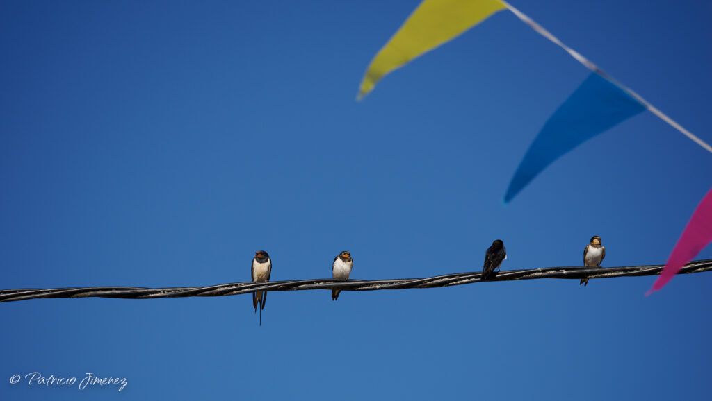 Golondrina común