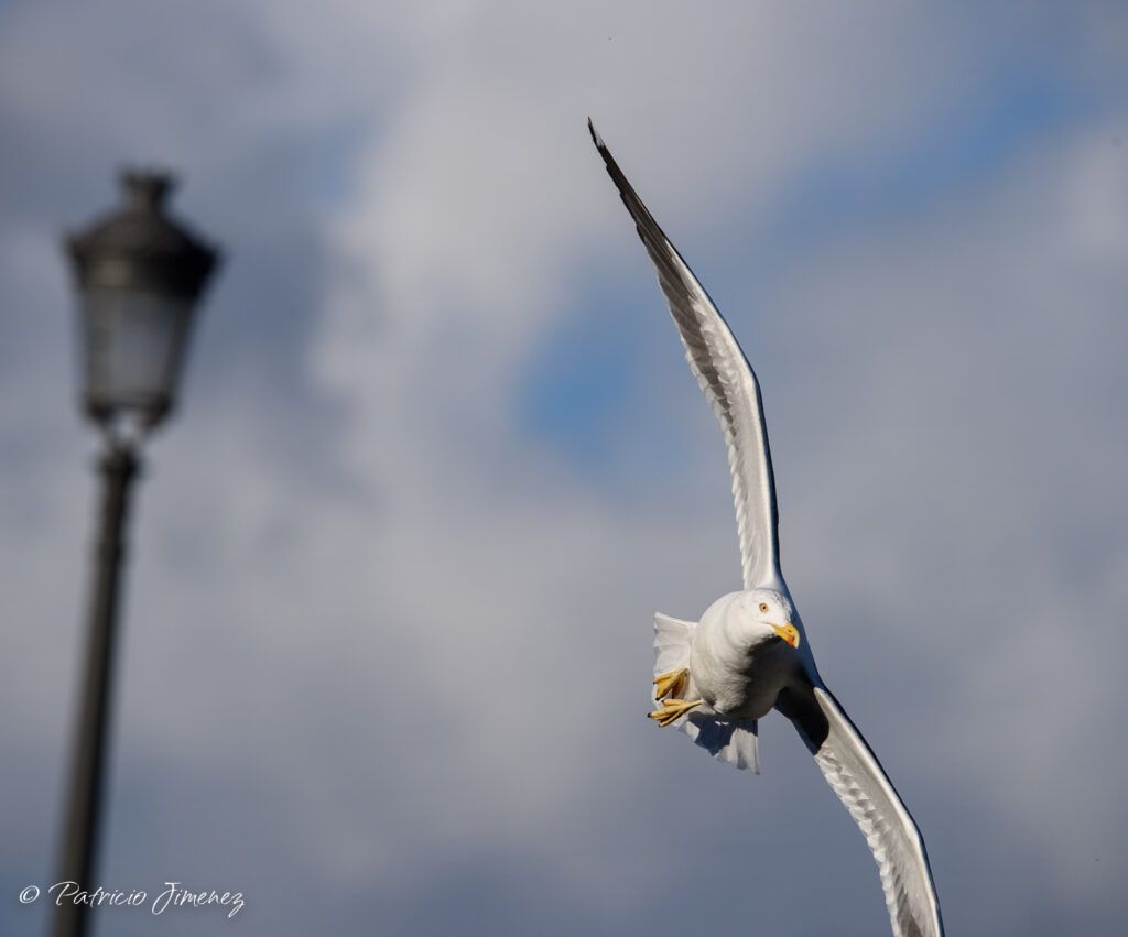 Gaviota sombría