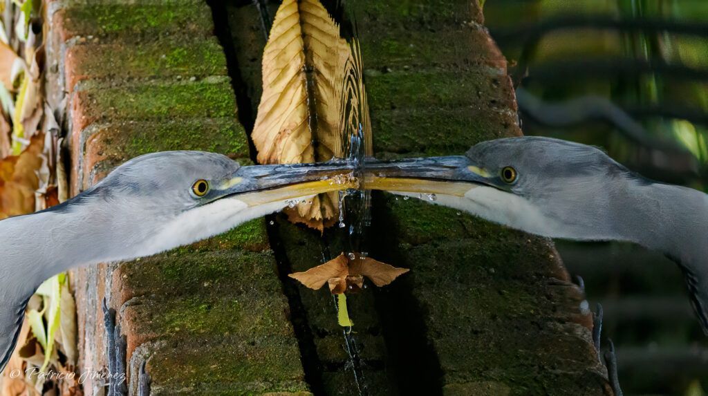 Reflejo
