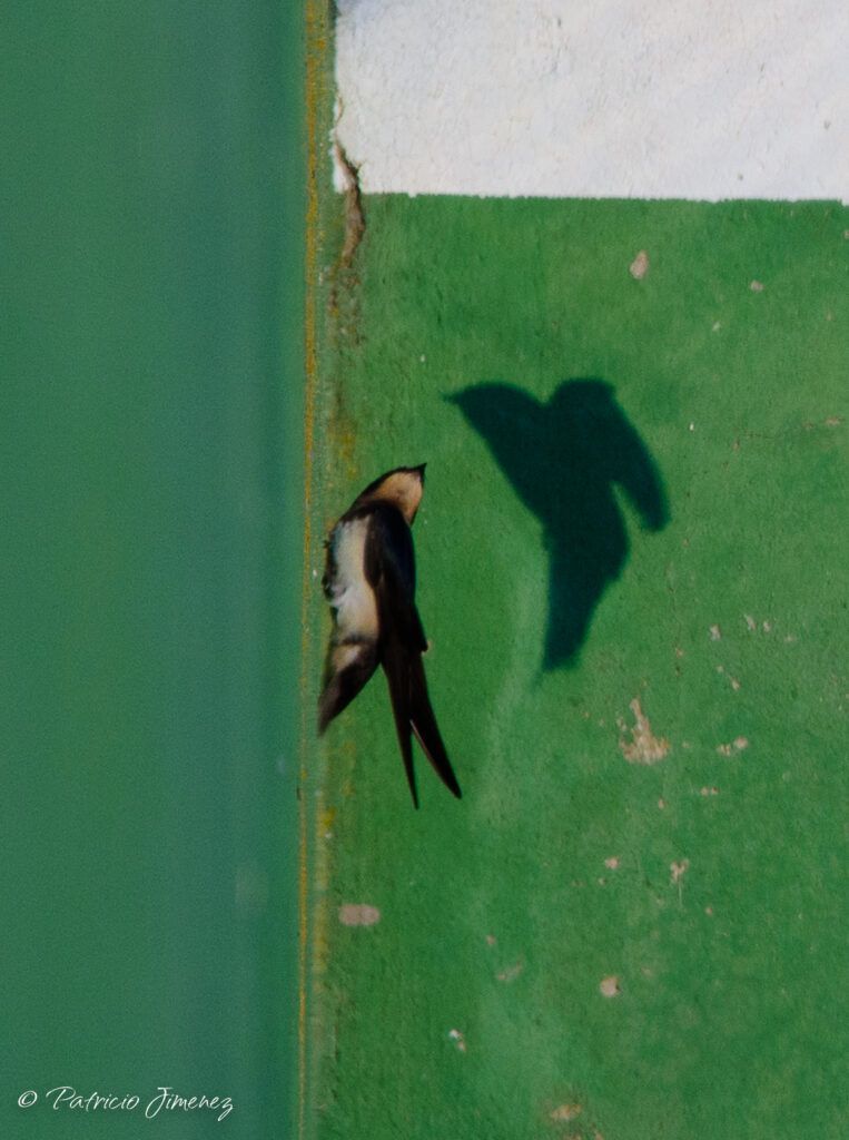 Golondrina común