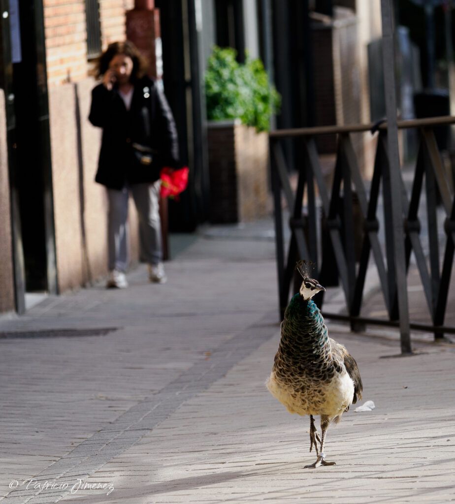 Pavo real